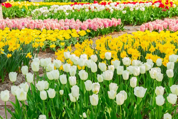 Campos de tulipas amarelas holandesas em dia ensolarado — Fotografia de Stock