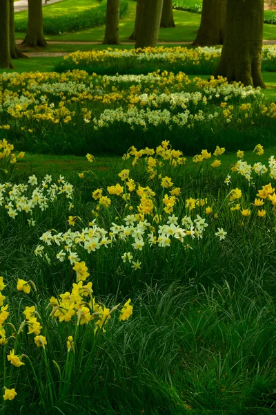 Gramado de grama com narcisos no jardim da primavera — Fotografia de Stock