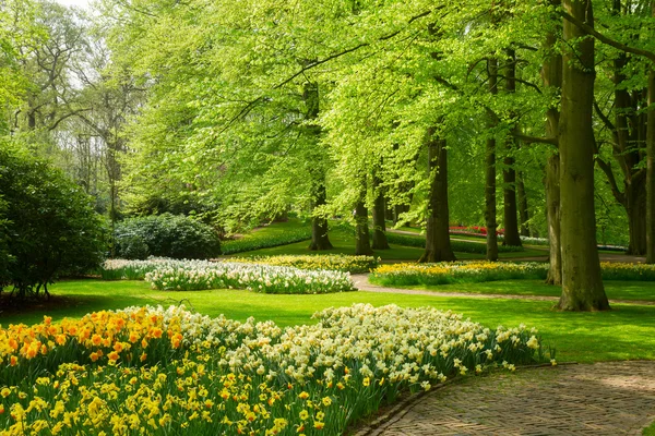 Gramado de grama com narcisos no jardim da primavera — Fotografia de Stock