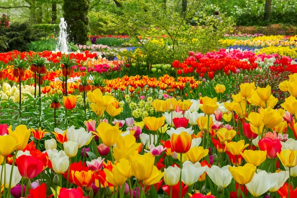 Tulipas canteiros de flores na primavera — Fotografia de Stock