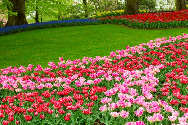 Daffodils in spring garden — Stock Photo, Image