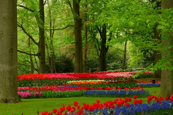 Frühlingsblumen im Hollandpark — Stockfoto