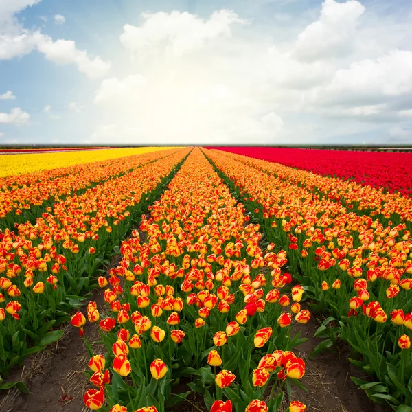 荷兰的红色郁金香字段 — 图库照片