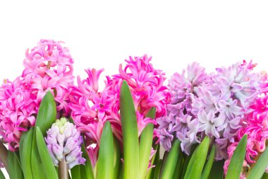 Pembe ve mor sümbül