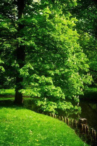 Castagno nel parco — Foto Stock