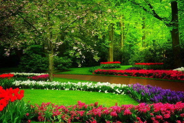 Wiosną ogród keukenhof, Holandia — Zdjęcie stockowe
