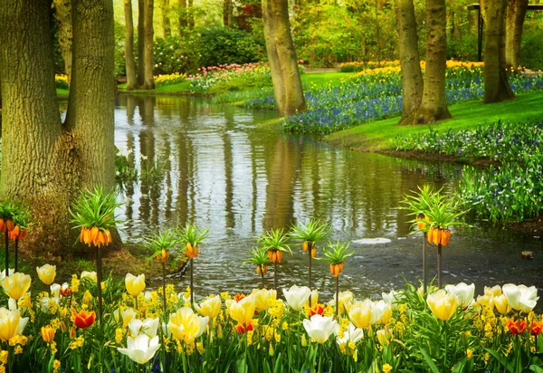 Spring garden Keukenhof, Paesi Bassi — Foto Stock