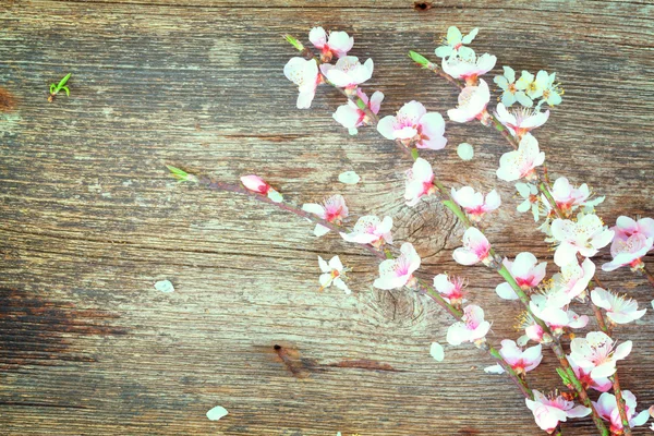 Ramitas con flores de cerezo — Foto de Stock