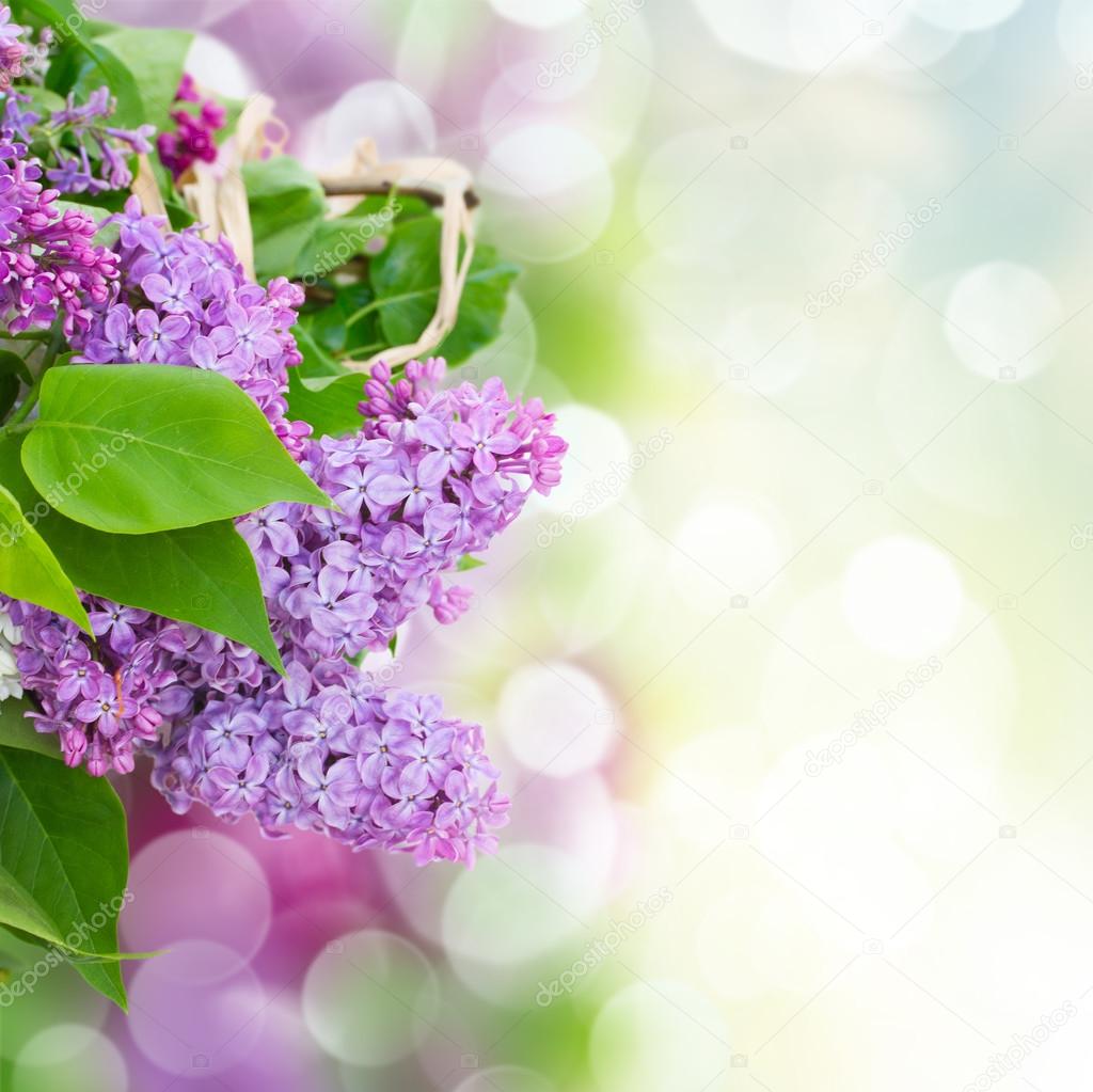 Lilac flowers in garden