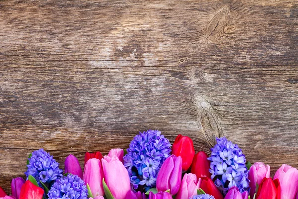 Giacinto blu e tulipani — Foto Stock