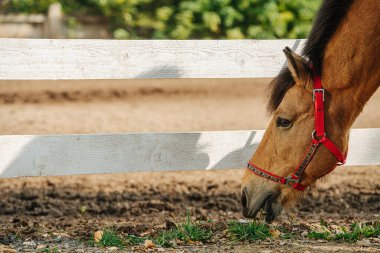 Küçük kızıl kız atlarını temizliyor. İkisi de kameraya bakıyor. Ceketinin üstüne büyük binici çizmeleri ve renkli eşarp giyiyor..