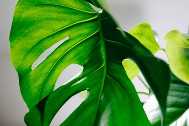 Büyük canavar yaprağında delikler var, üst kısmında ışık parlıyor..