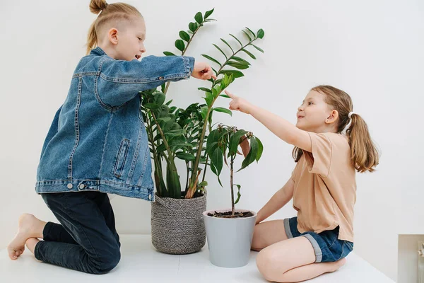 Livliga syskon sitter på sina ben, pekar på löv, passionerat gräla — Stockfoto