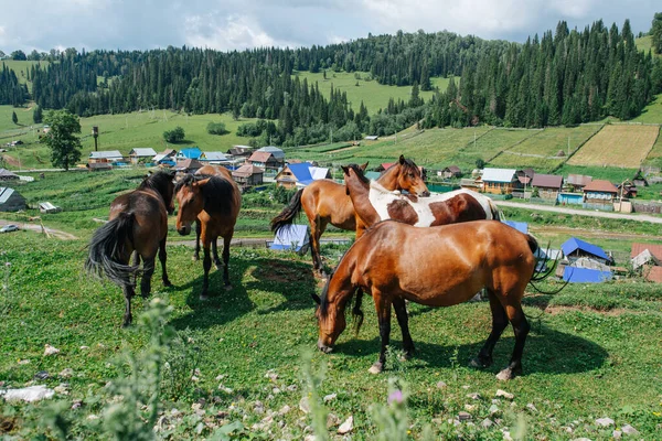 Caballos Marrones Pastando Una Hermosa Colina Junto Pueblo Valle Hermoso — Foto de Stock