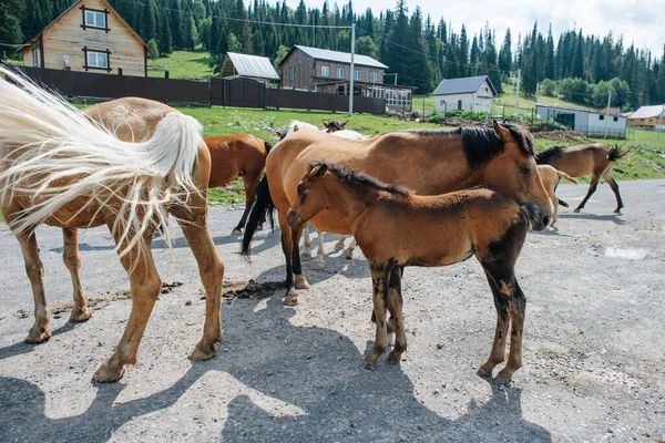 Imagen Cercana Caballos Parados Camino Grava Medio Pueblo Fondo Rústico — Foto de Stock