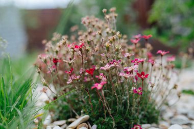 Bahçe yatağında büyüyen güzel pembe çiçekler, kayalarla kaplı. Kapalı, çimenli arka plan bulanıklaştırılmış.