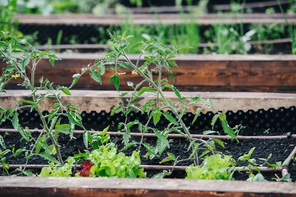 Tomat Dan Selada Yang Tumbuh Rumah Kaca Tempat Tidur Kebun — Stok Foto