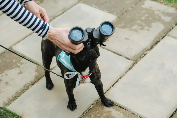 Curious dog. Funny pug looking through binoculars up in the sky. High angle. Owner holding a tool. Moon reflecting in lenses.