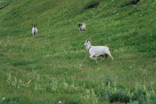 Cabras Que Pastam Pasto Verão Caminhando Encosta Colina Dois Deles — Fotografia de Stock