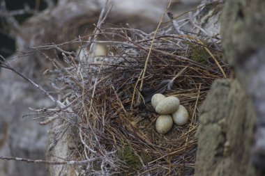 Yuva ile yumurta büyük siyah karabatak