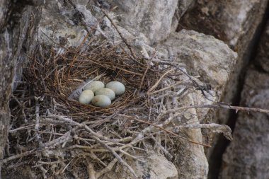 Yuva ile yumurta büyük siyah karabatak