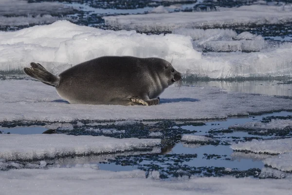 El sello Baikal único en el hielo Imagen de stock