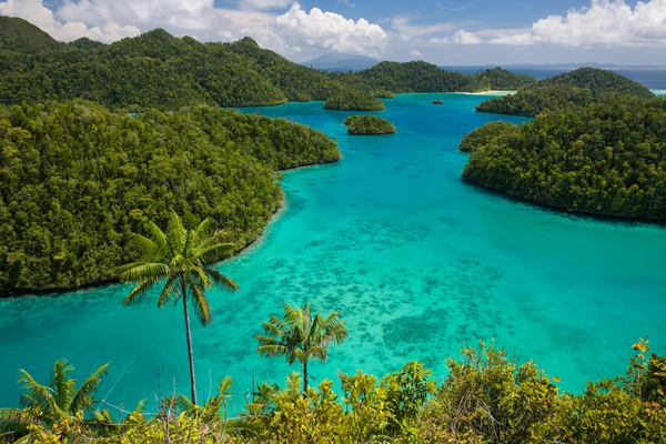 Bellissimo mare e Jung — Foto Stock