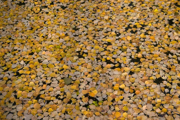 Herbstblätter treiben im Teich — Stockfoto