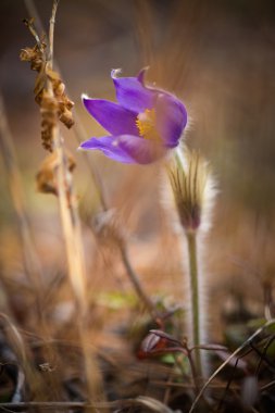 Yağmur sonra hassas kardelen