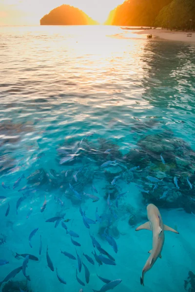 Tiburón en agua pura al atardecer — Foto de Stock