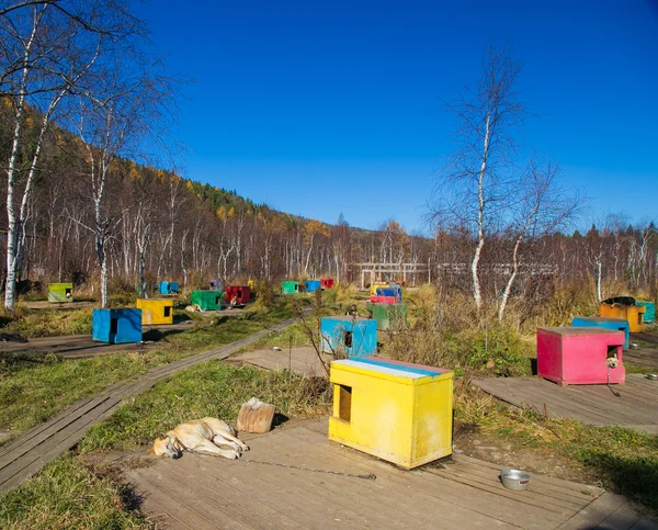 Cabine multicolorida trenó cães — Fotografia de Stock