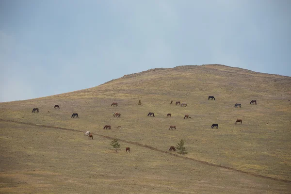 Дикие лошади пасутся на склоне холма — стоковое фото