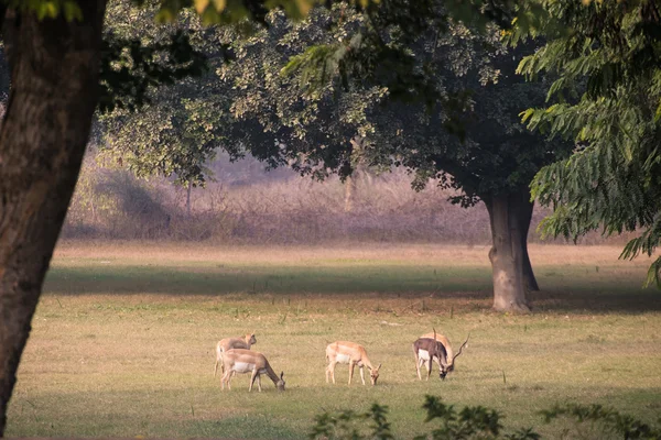 驯鹿在阿克巴尔的墓旁边的草坪上吃草 — 图库照片