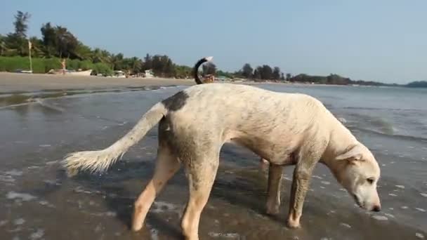 Psy na plaży — Wideo stockowe