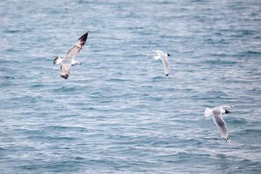 Kazakistan'ın gölde martı