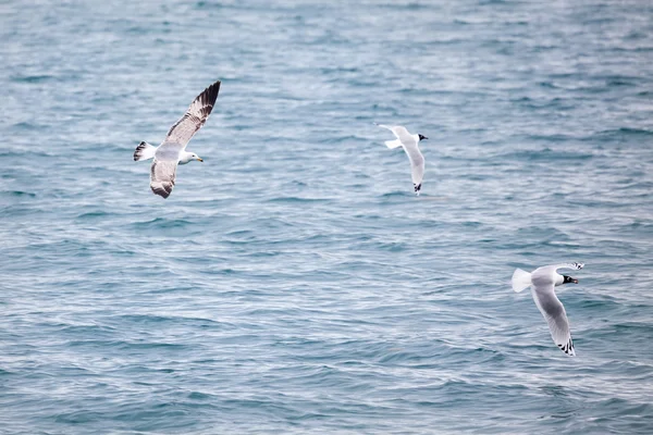 Seagull on the lake in Kazakhstan — Stock Photo, Image