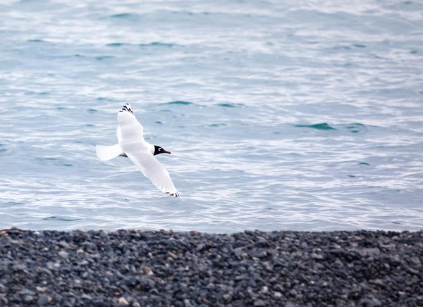 Seagull on the lake in Kazakhstan — Stock Photo, Image