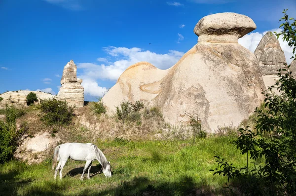 Caballo blanco en Capadocia — Foto de Stock