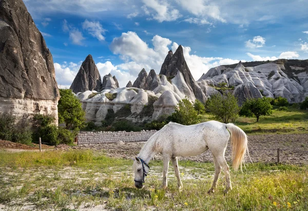 Vita hästen i Kappadokien — Stockfoto