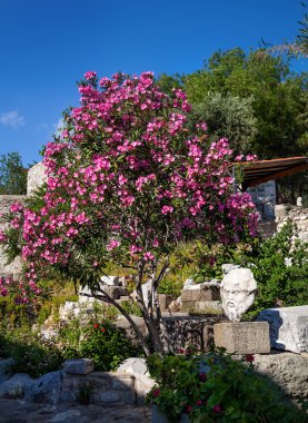 Bodrum'da Yunan baş heykeli