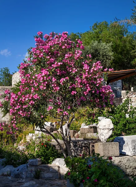 Bodrum'da Yunan baş heykeli
