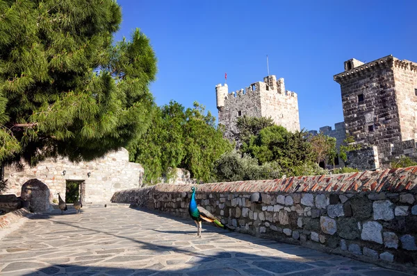 Peacock in the Bodrum Castle — Stock Photo, Image