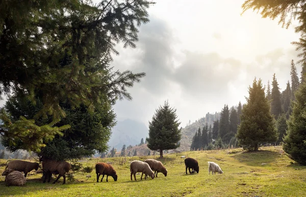 Gregge di pecore in montagna — Foto Stock