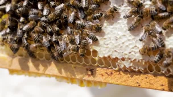 Včely zblízka na voštinovém rámu — Stock video