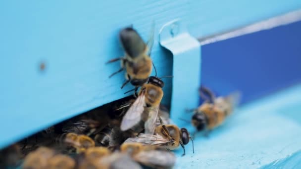 Les abeilles se rapprochent sur la ruche bleue — Video