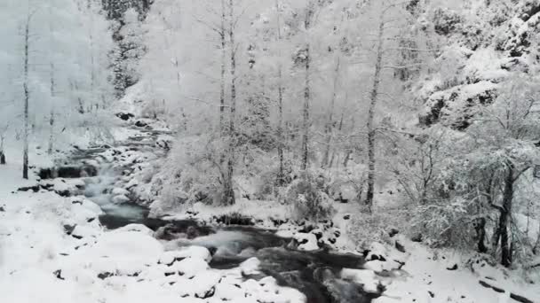 Řeka v zimním sněhovém lese v horách — Stock video