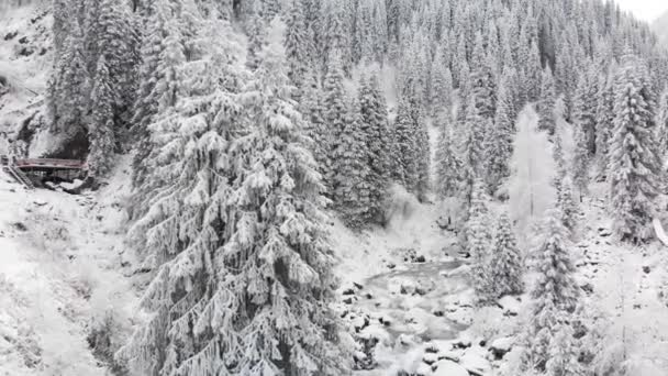 Folyó a téli hóerdőben a hegyekben — Stock videók