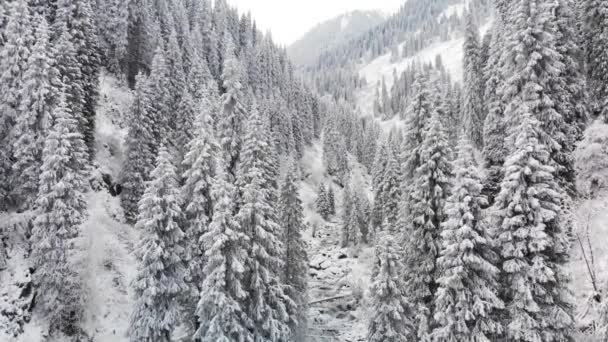 Река в зимнем снежном лесу в горах — стоковое видео