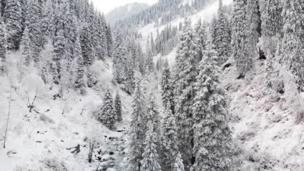 Río en el bosque de nieve de invierno en las montañas — Vídeos de Stock