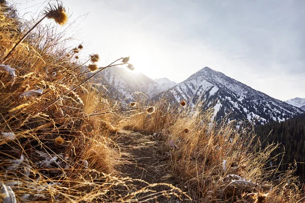 日の出前に山のピークと高山草原の花の美しい景色 アウトドア活動とハイキングのコンセプト — ストック写真